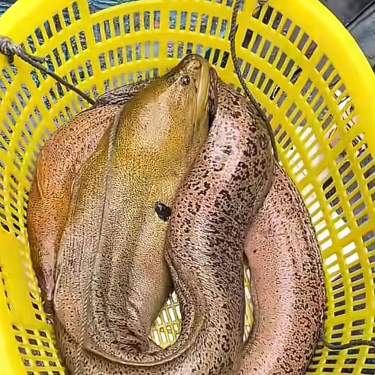 【顺丰冷链包邮】正宗海南直发野生大海鳗鱼新鲜活冻深海冷冻鱼类 每条 2.5 斤-3.03斤 /发 3 条【顺丰包邮】海南千年渔