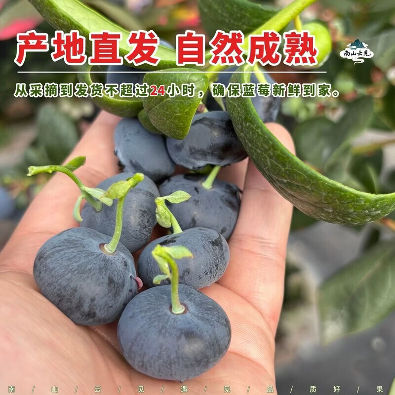 当季云南花香蓝莓鲜果小懒杯l25脆纯甜特大果新鲜水果孕妇礼盒装 800g 【礼盒装】8杯/每杯100克 22mm+特大果【口感脆甜 顺丰空运】