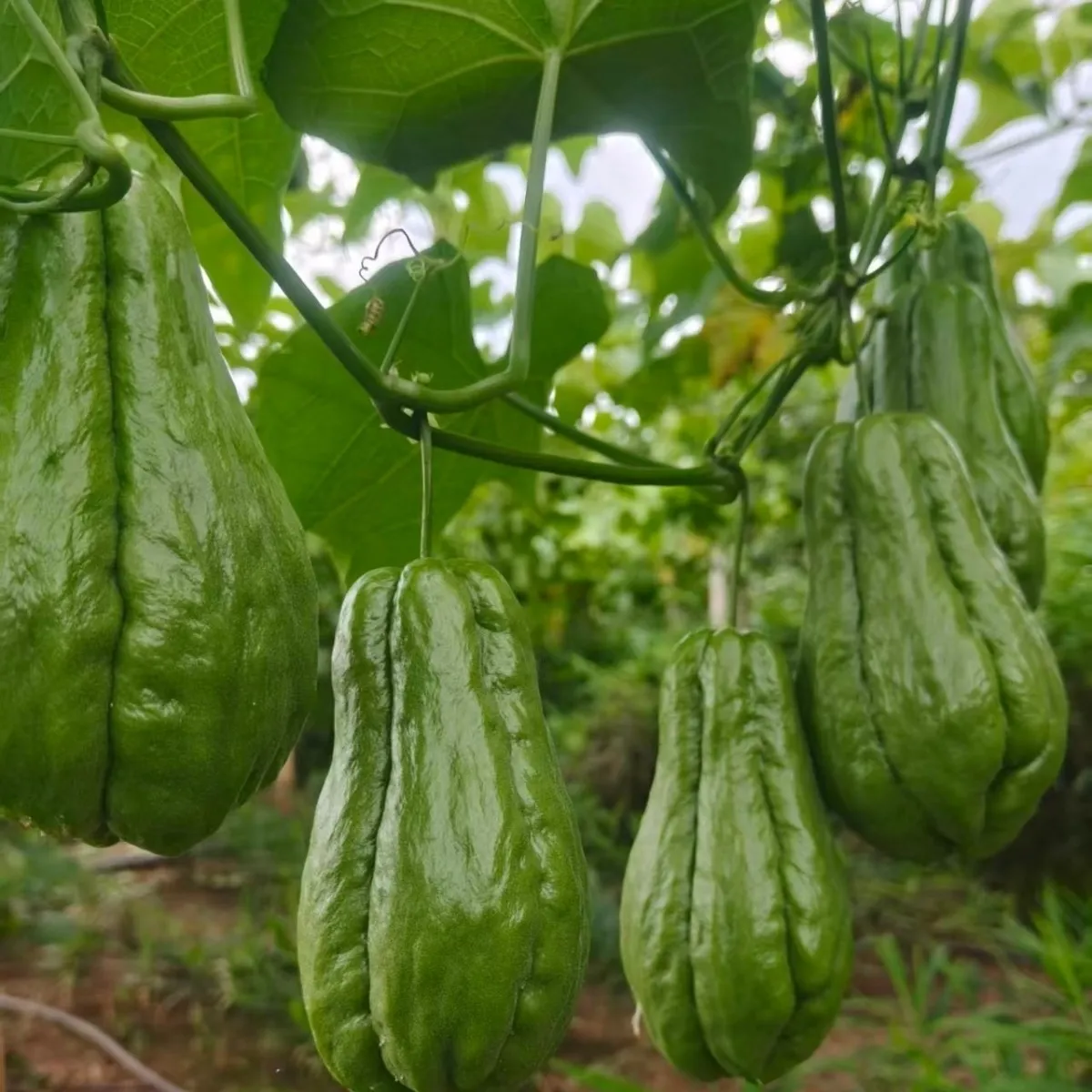 云南佛手瓜新鲜蔬菜便宜特产正宗薄皮 净重9斤