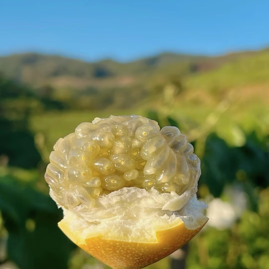 云南西双版纳热情果产地直发纯甜无酸新鲜采摘香味浓郁果肉饱满 80-120g 精品礼盒（12 枚精选大果）