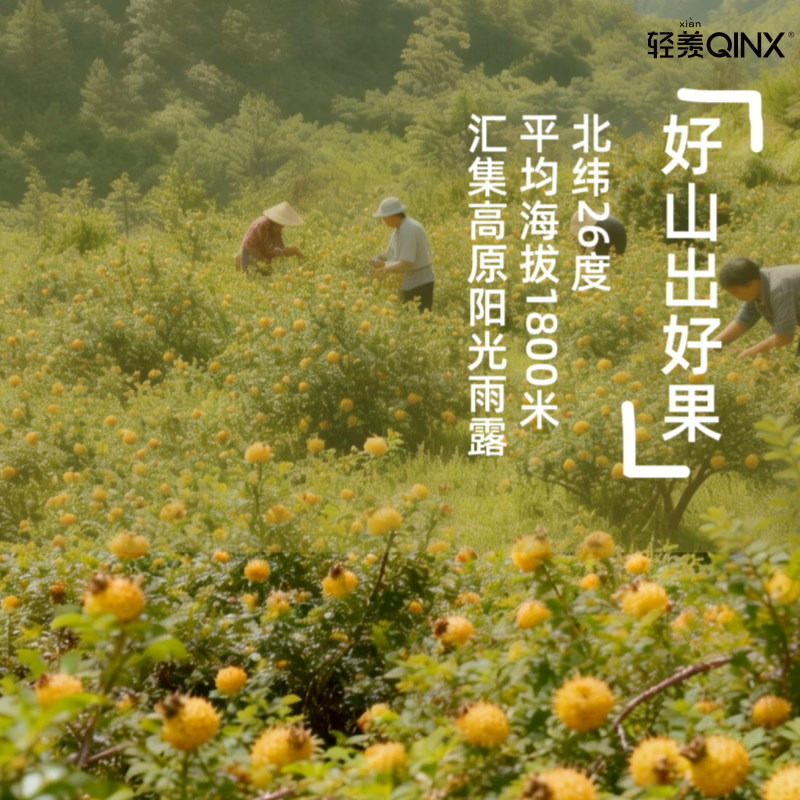 轻羡(QINX)有机刺梨汁鲜果富含天然VC益生元原液原浆原汁果汁饮料贵州农特产 50ml*80袋(8盒囤货装)