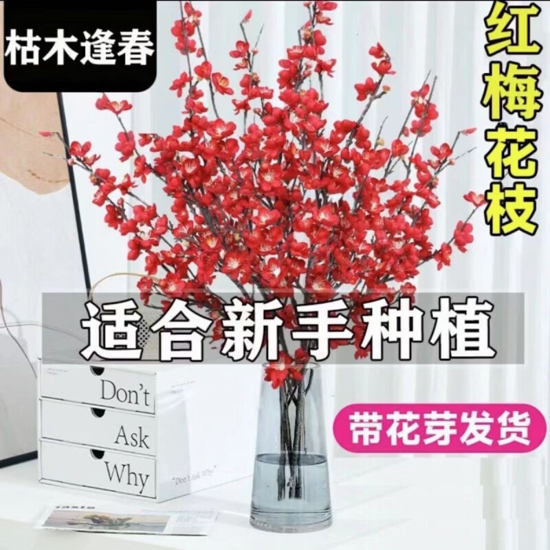 清洁JTT 水培干枝梅花40-50cm(20枝) 红色遇水开花(干枝)