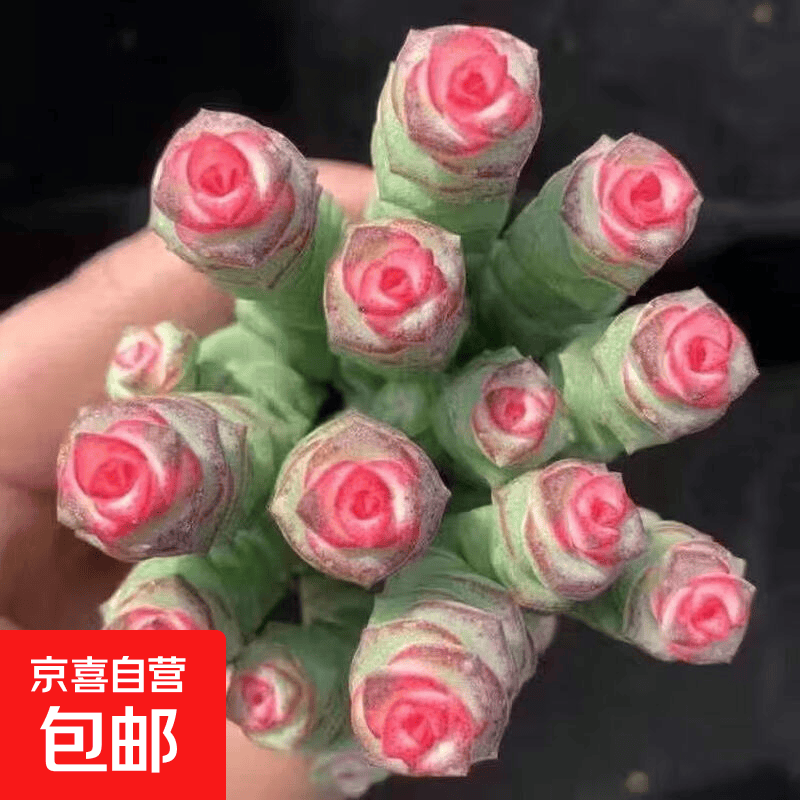 钱串 彩色钱串多肉植物元宝招财进宝办公室室内阳台桌面摆件 钱串10头
