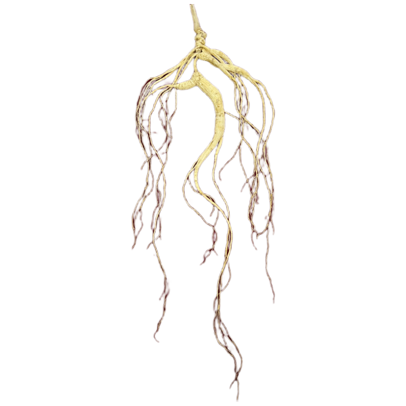 京鲜生长白山保鲜西洋参 10支装 单支2g 泡酒煲汤送长辈礼物礼盒