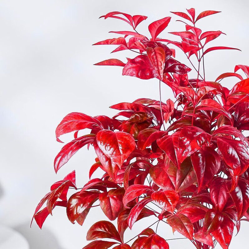 清洁YANG 火焰南天竹一盆+原盆原土 耐寒火焰南天竹盆栽