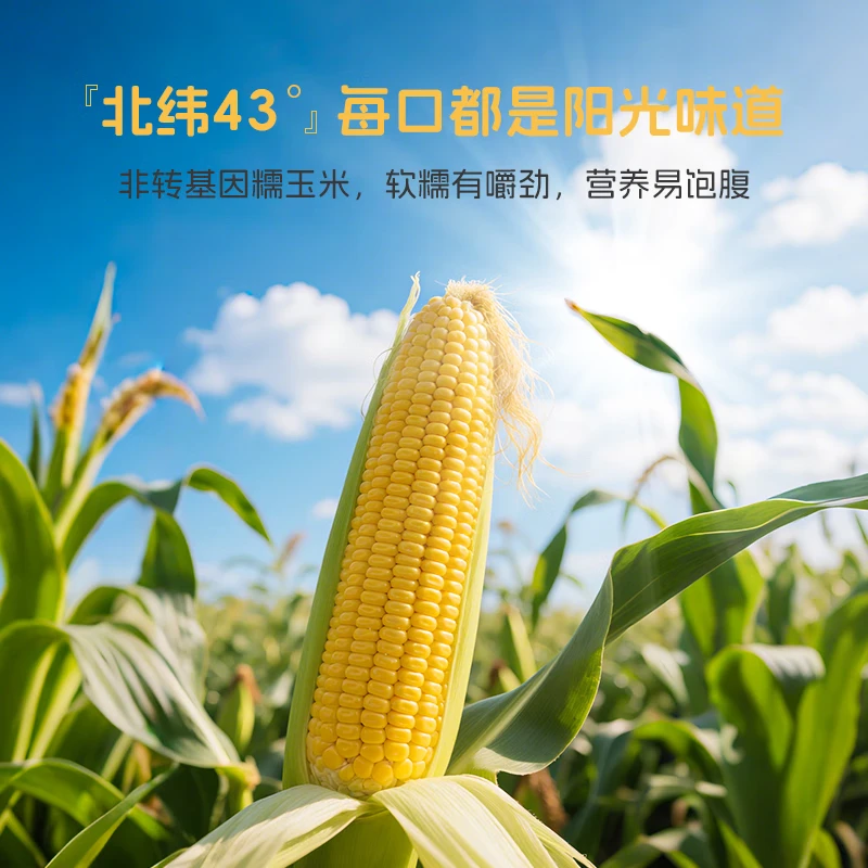 率鲜达黄糯玉米穗东北非转基因黏糯低脂送礼杂粮真空包装4.2斤8穗装 【加量升级黄金14厘米】2200g*1箱