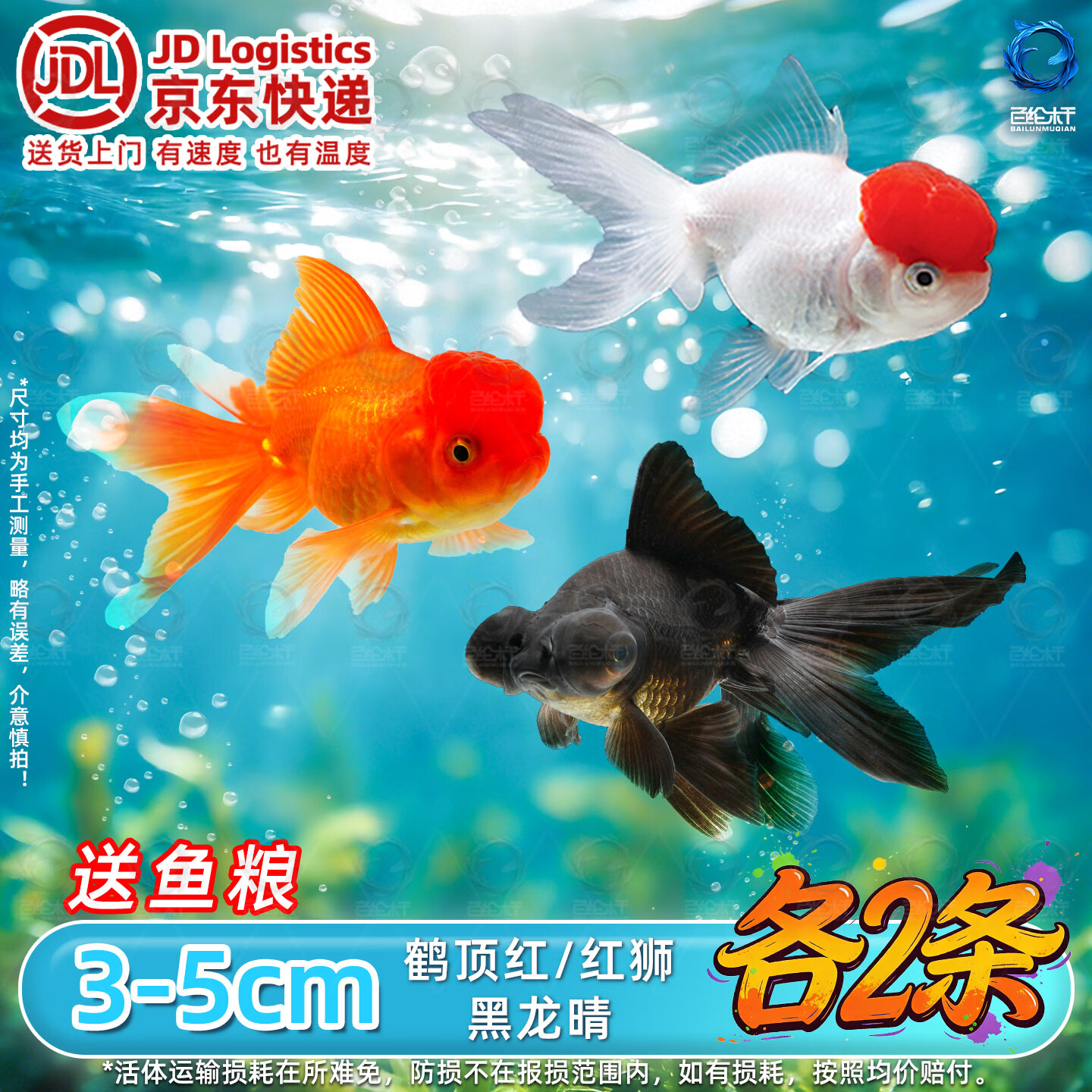 百纶木千金鱼观赏鱼【京东快递】不加温好养活狮子头活体冷水鱼招财鱼 【京东快递 送货上门】3-5cm招财三宝 各2条
