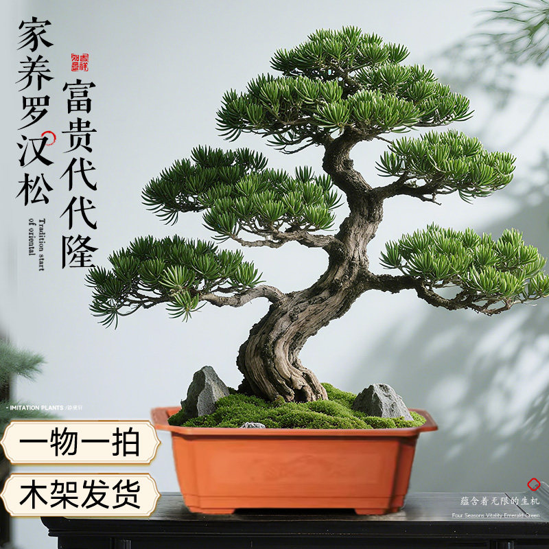 静黛轩大型迎客松罗汉松盆景造型老桩室内大盆景客厅绿植办公室好养盆栽 造型罗汉松45-55cm（原土盆） 下单后联系拍照选货