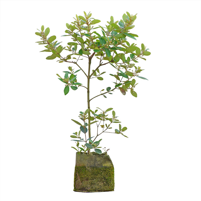 桃金娘树苗捻子果苗山菍子树地稔子小苗常绿南方北方种植庭院盆栽 稔