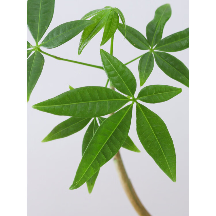 胖东来同款发财树水培盆栽客厅书房桌面办公室内四季懒人好养绿植 单杆发财树-圆筒杯-扶手小人 含盆