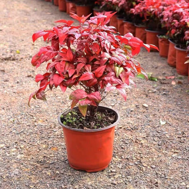 清洁YANG 火焰南天竹一盆+加仑盆 耐寒火焰南天竹盆栽