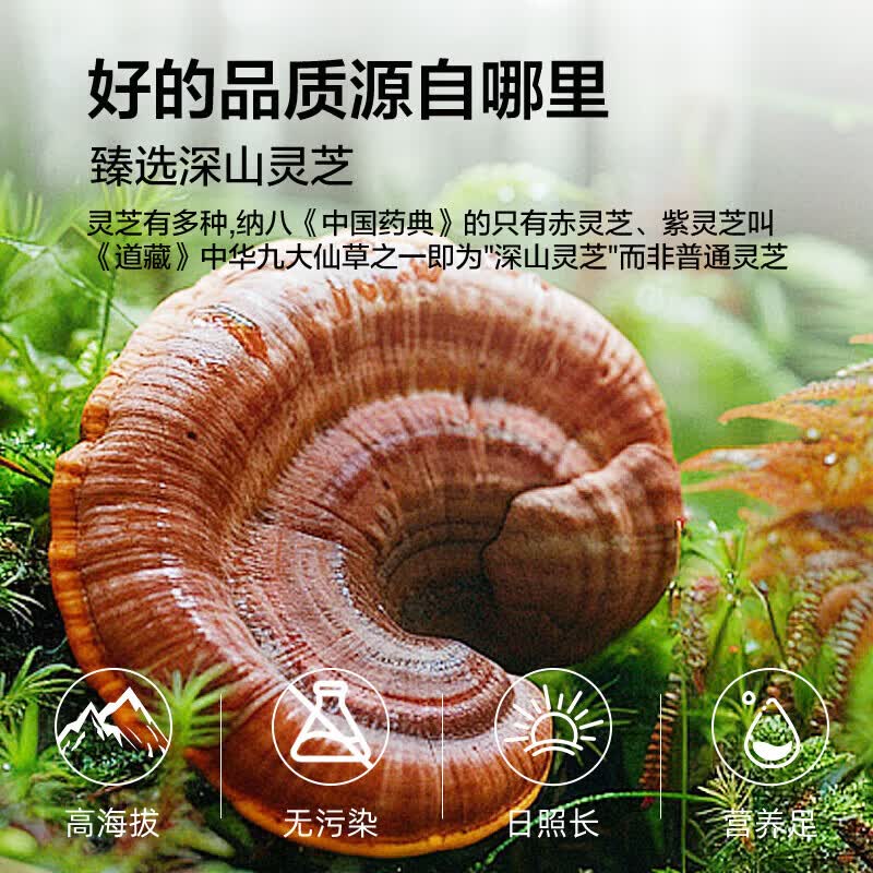 九芝堂灵芝孢子油软胶囊30粒增强免疫力浓缩精华中老年营养品保健品 灵芝孢子油软胶囊30粒*1瓶