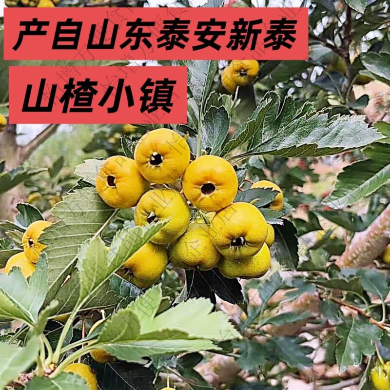 黄山楂鲜果甜口山楂黄金山楂金如意特大果看详情嫌小勿拍 1斤 精品特大果一斤约50-60颗