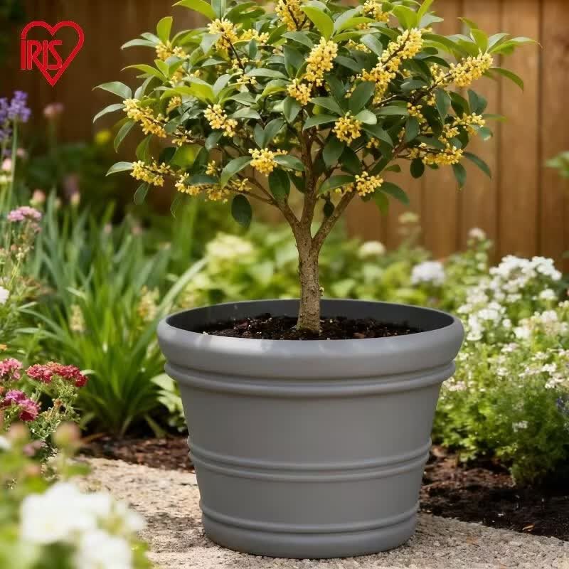 ����˼��IRIS���ش��Բ�λ�������ͥԺ����Ӻ���辰��ľ�޻�����ݮ������ֲ�� �������ؼۡ�17�Ż�ɫ 50L(�ھ�51cm�� 61.7Ԫ