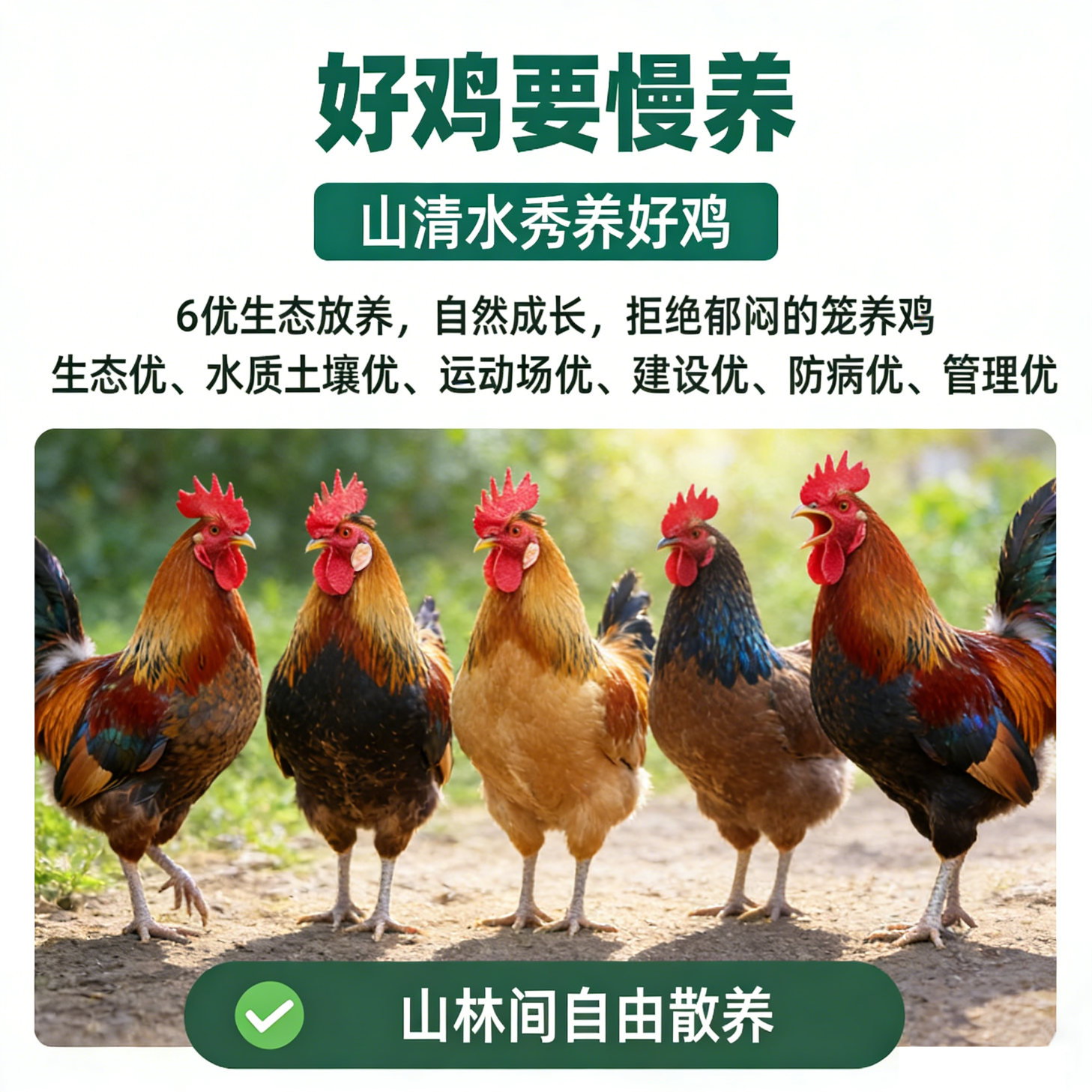 鲜其间【清远童子鸡】清远鸡走地鸡散养土鸡小公鸡整只生鲜新鲜鸡肉 清远童子鸡【2只净重4.8斤以上】/现宰现卖/真生态放养 顺丰/京东包邮/广东省内可做到/当天送达