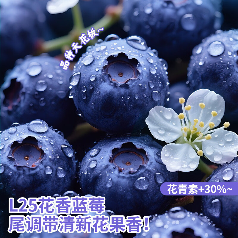 鲜宝道云南高山新鲜蓝莓鲜水果【JD-多地次日达】 云南蓝莓12+（100g/盒）*2盒