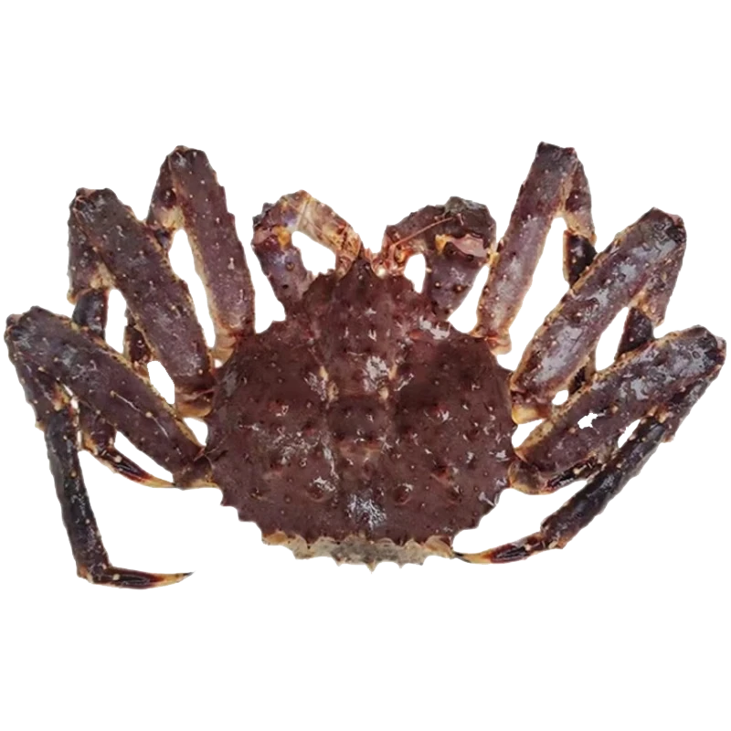 沃鲜客帝王蟹鲜活冷冻海鲜水产12斤帝皇蟹蜘蛛螃蟹年货送礼大礼包长脚蟹 活冻3-3.5斤*只帝王蟹赠送1条石斑鱼+一斤美国响螺