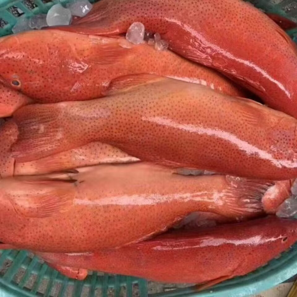 【顺丰包邮】海南正宗全红东星斑鱼深海南海海钓鲜活冷冻深海冰鲜 每条 3.52 斤-4.01 斤【发三条】【精选东星斑-全红
