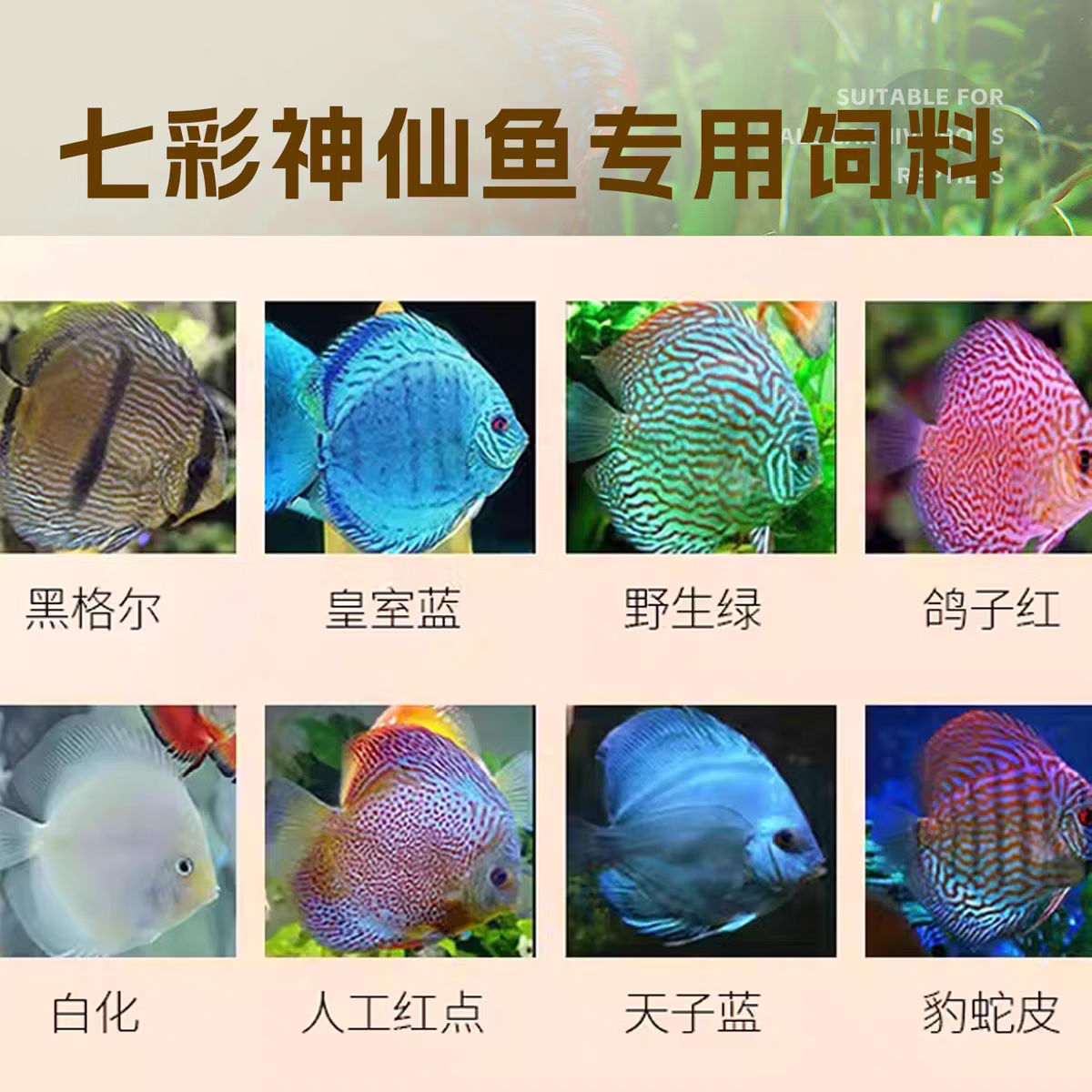 JBL七彩神仙鱼专用鱼饲料野生埃及秘鲁燕鱼热带鱼含虾肉鱼粮增色鱼食 七彩神仙 M颗粒 5.5L/2640g【有效期28.08.15】