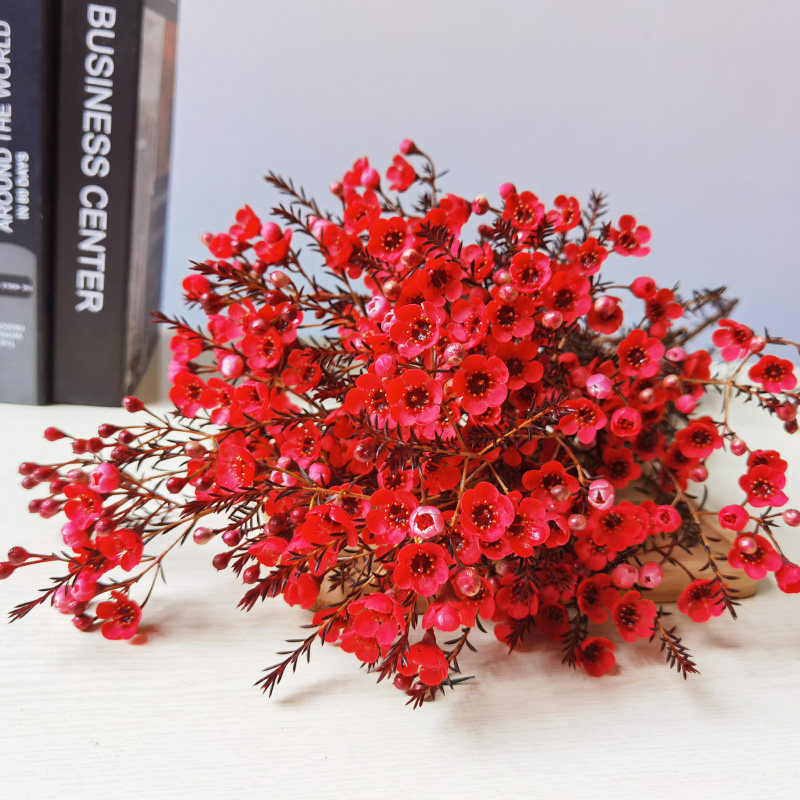 SIXSKY腊梅鲜花云南基地直发红色插水养耐寒鲜切花同城速递年宵花卉盆栽 红色澳洲腊梅1扎+送保鲜剂