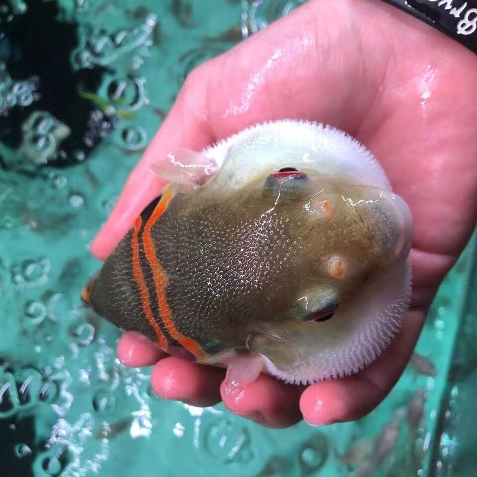 潜水艇小型巧克力娃娃狗头淡水热带观赏宠物活体会生气的鱼河豚鱼 5