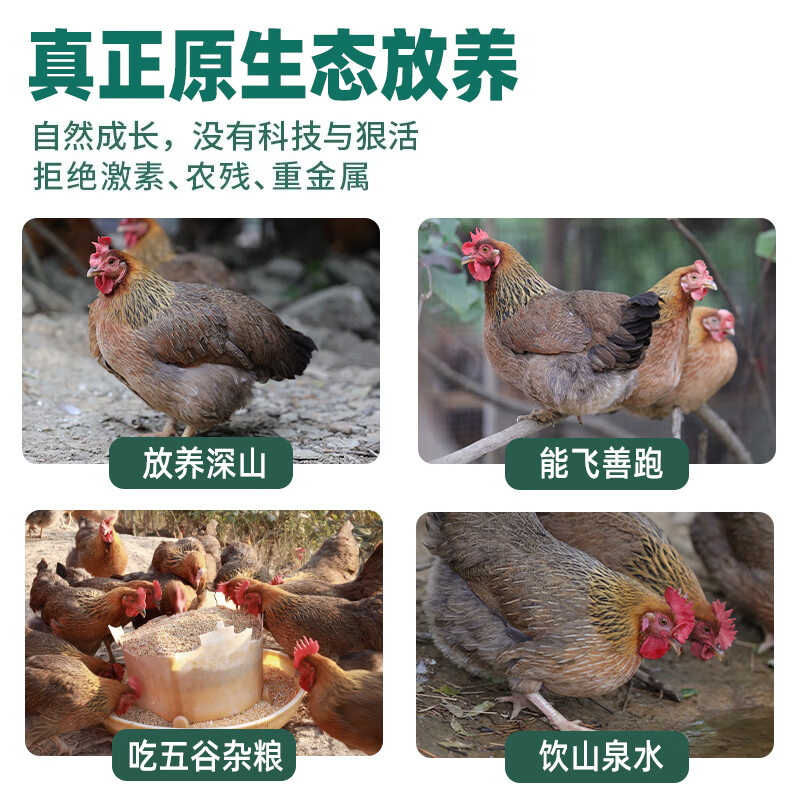 鲜其间【正宗清远鸡】老母鸡整只走地鸡肉冷冻椰子鸡火锅煲汤 散养180天 散养180天/清远走地鸡2只【4.8斤5.2斤】山林五谷喂养