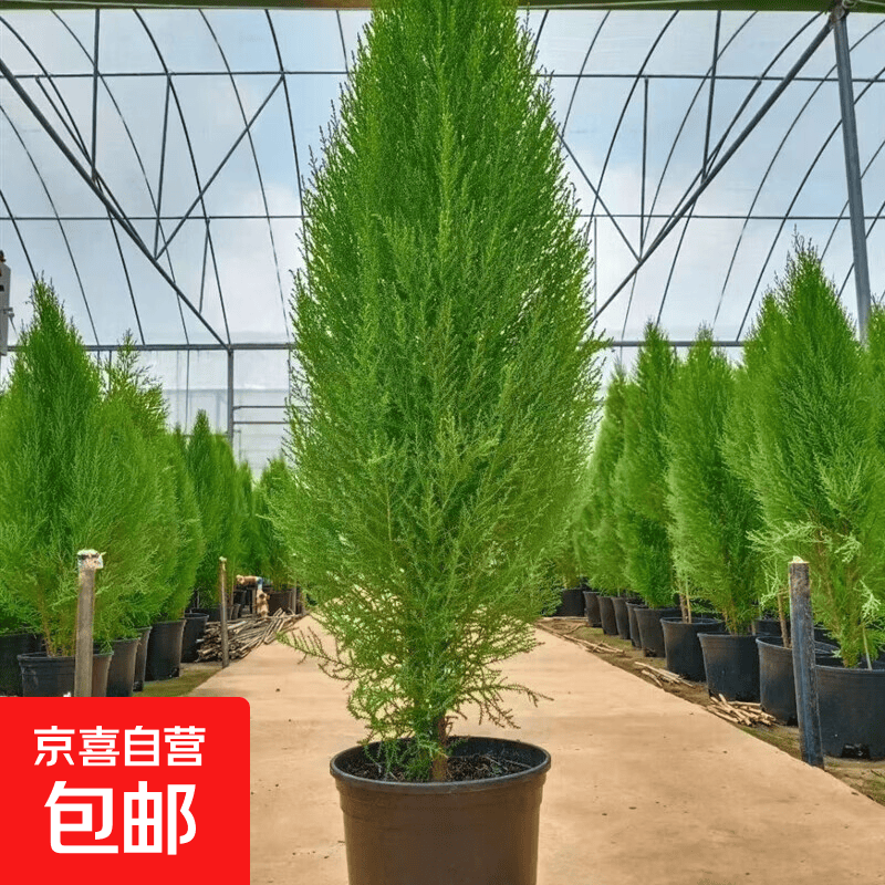 香冠柏小香松盆栽植物四季绿植阳台室内室外好养圣诞树宝塔松树苗 香松含盆【50公分】 含盆