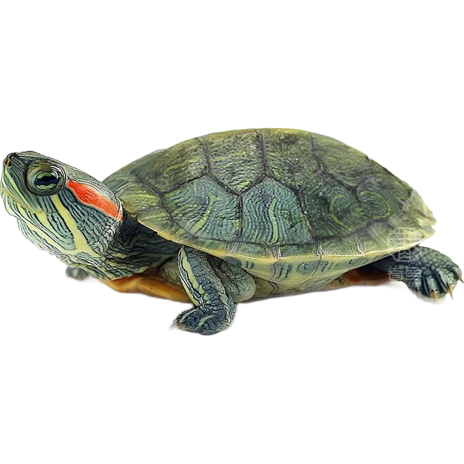 CHONG YIMO�ڹ���������� 1ֻ �͹���    1.79Ԫ