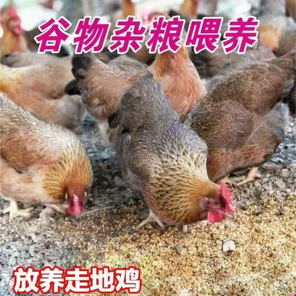 清远鸡散养广东清远鸡清远山间散养走地鸡鸡肉新鲜走地鸡 新鲜 清远鸡【1.8斤/只】*2只