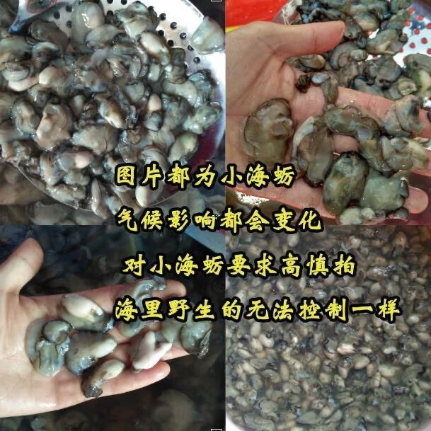 快递冷运福建小海蛎现剥无泡水牡蛎海蛎生蚝肉新鲜发货蚝烙蚵仔煎 2000g-每斤含150克左右原浆液-介意勿拍