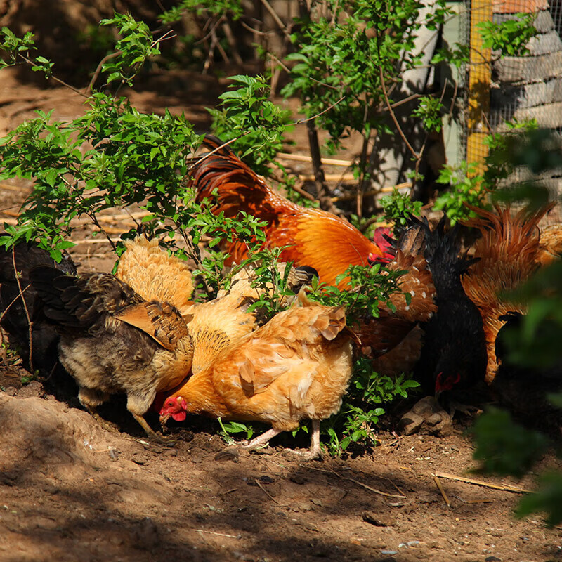 青草家童子鸡3只装 无抗标准谷饲喂养真空净膛生鲜冷冻鸡肉 650g3只装  童子鸡650g*3