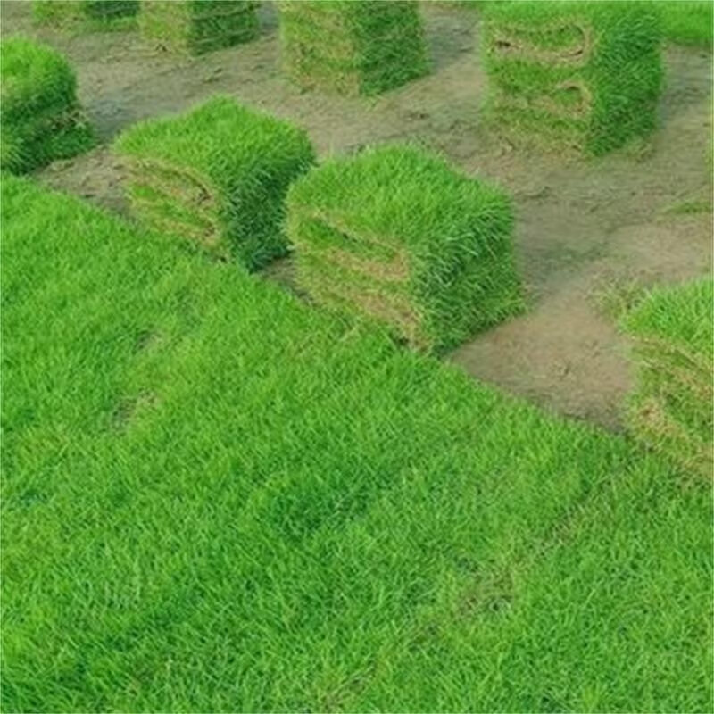 草皮真草坪带泥土别墅花园绿化四季青果岭草台湾草马尼拉草皮 矮生