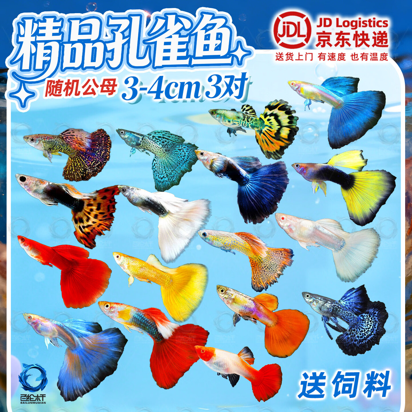 百纶木千孔雀鱼【京东快递】观赏鱼小型鱼热带鱼淡水鱼新手好养易繁殖 精品孔雀鱼3对(3-4cm) 公母搭配 京东折扣/优惠券