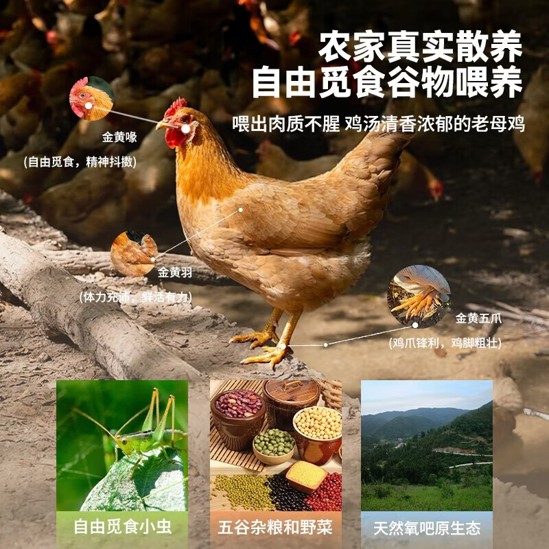 鲁爷爷的农场清真三黄鸡农家散养正宗土鸡走地鸡童子鸡月子鸡新鲜现杀冷链保鲜 现杀现发1只 净重1.5斤左右/只