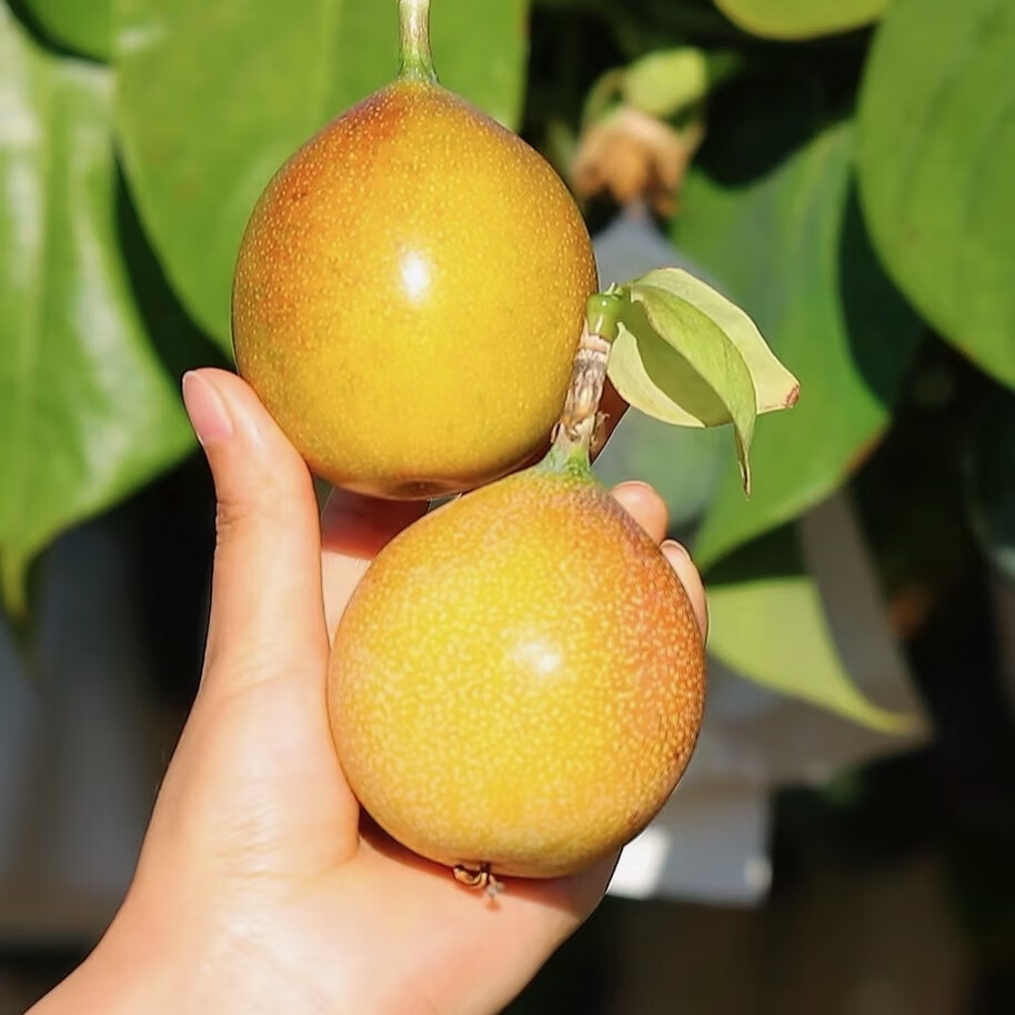 云南西双版纳热情果产地直发纯甜无酸新鲜采摘香味浓郁果肉饱满 80-120g 精品礼盒（12 枚精选大果）