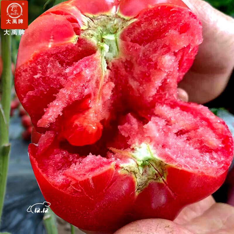 大禹普罗旺斯西红柿种子番茄苗带土秧苗老品种沙瓤大粉番茄农科院寿光 普罗旺斯西红柿种子 40粒老品种