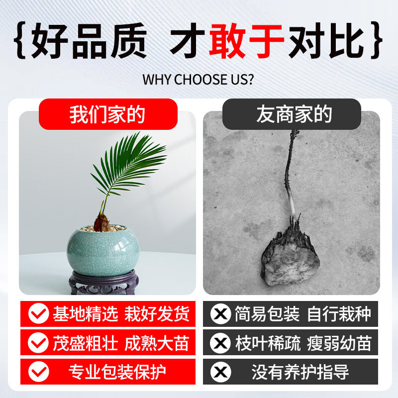 胖东来同款迷你茶桌绿植盆栽铁树禅意小禅意摆件盆景办公室内物客 A级 铁树+D250欢喜 带盆栽好