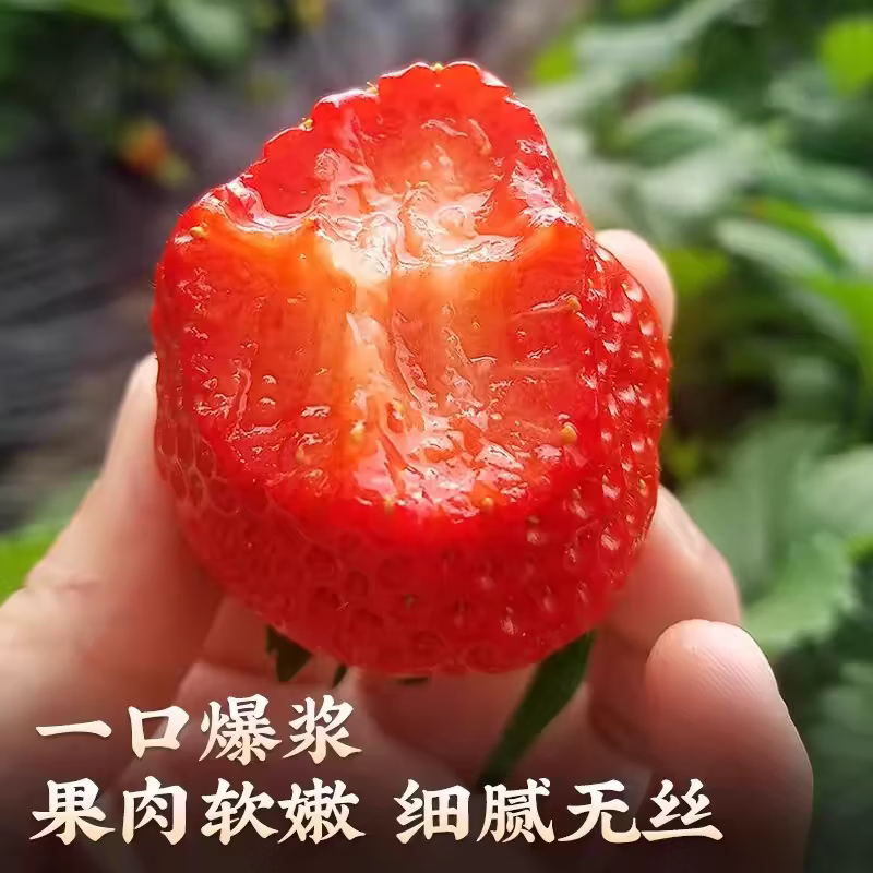 红颜草莓99奶油草莓【JD/SF多地次日达】草莓水果礼品盒 2盒礼箱装【时令尝鲜】 11枚大果【单果20g-30g】