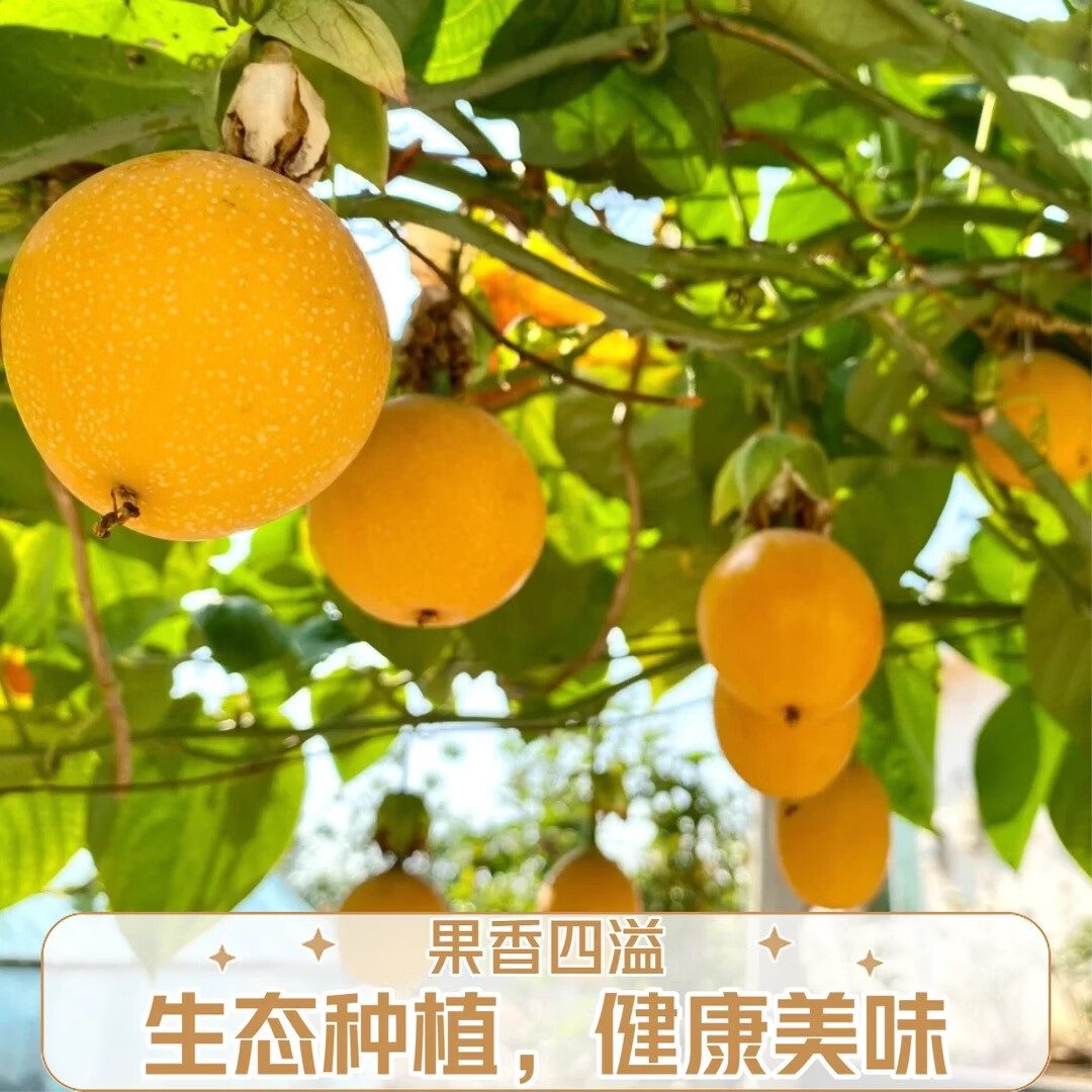 云南西双版纳热情果产地直发纯甜无酸新鲜采摘香味浓郁果肉饱满 80-120g 精品礼盒（12 枚精选大果）