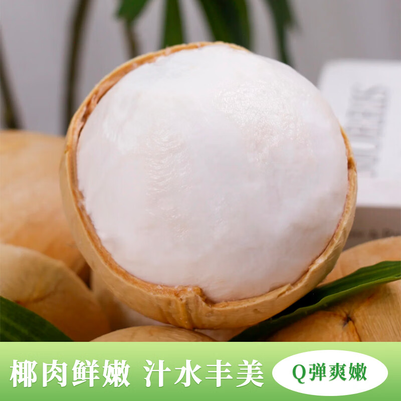 海南直发牛奶椰皇小奶椰 新鲜现摘椰香浓郁 孕妇可吃汁水丰美 普通家庭装【6个/中通】单果450g+