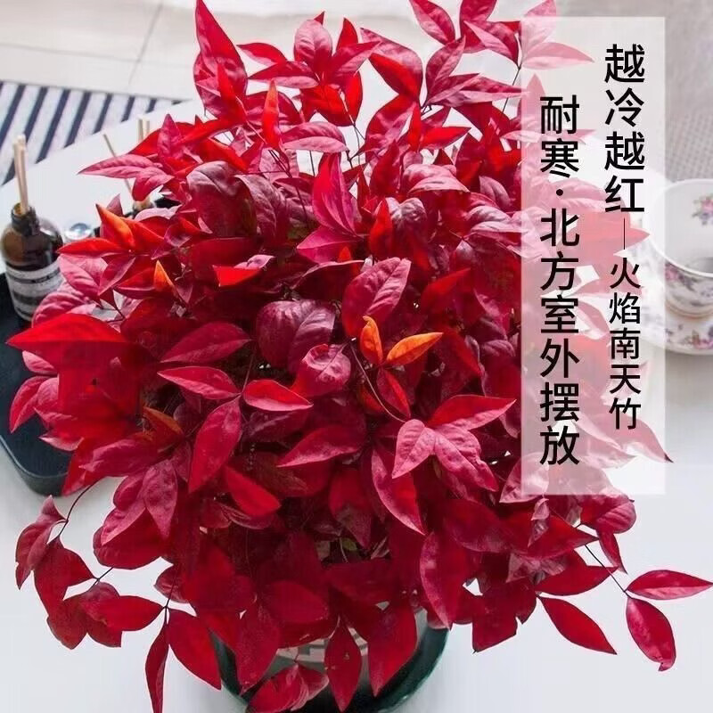 清洁YANG 火焰南天竹一盆+加仑盆 耐寒火焰南天竹盆栽