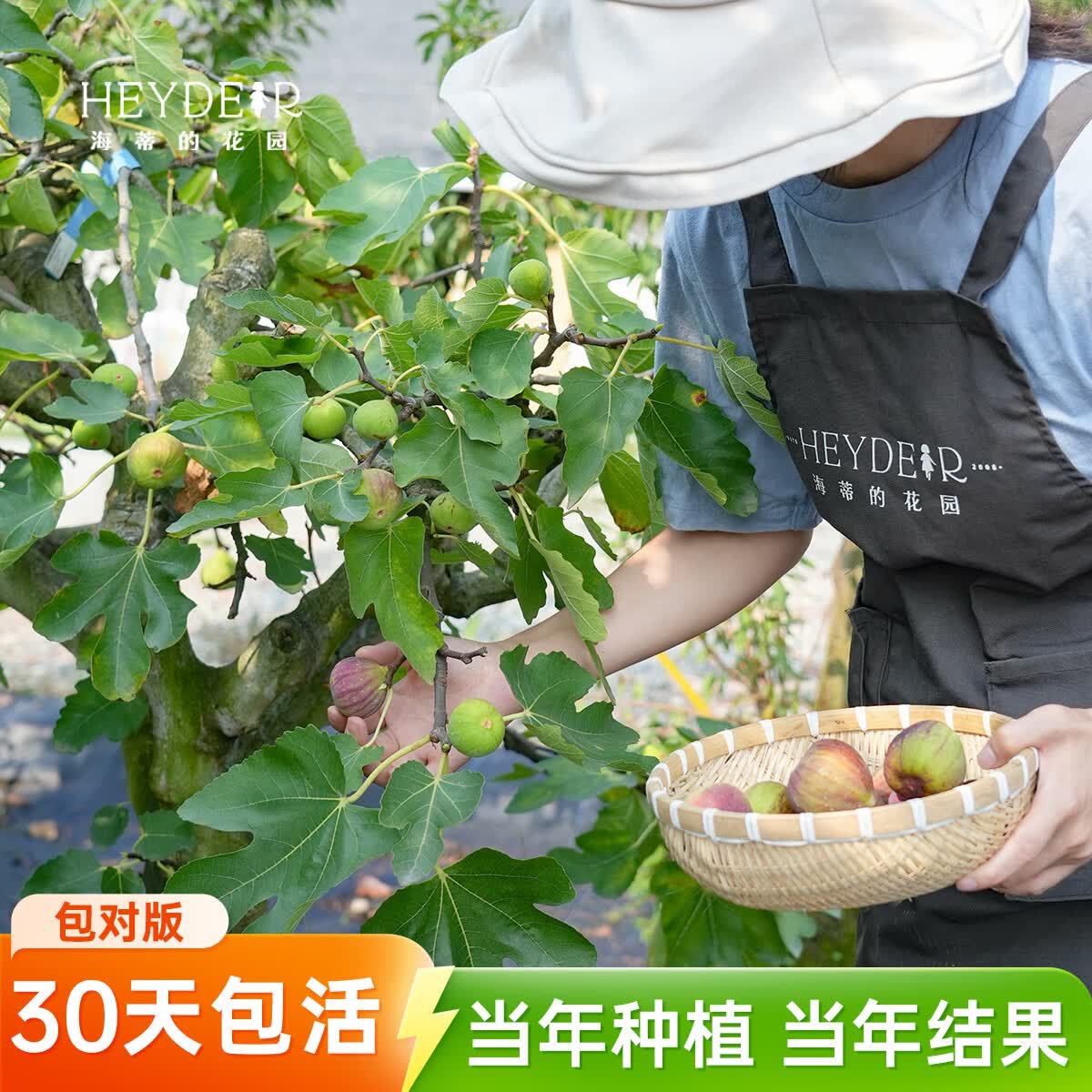 海蒂的花园旗舰店无花果树苗盆栽芭劳奈大果地栽矮化当年结果南北方种植对版 无花果丰产黄13cm盆