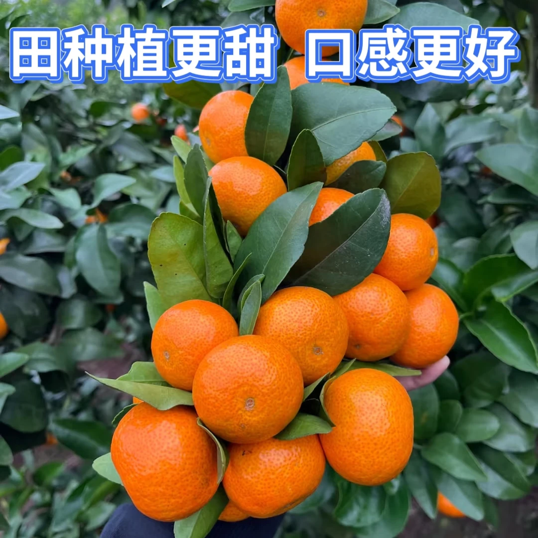 中果农茂广西砂糖橘当季新鲜水果现摘金秋沙糖桔柑橘蜜桔橘子孕妇桔子整箱 精选装-净重8斤【30-40mm+】