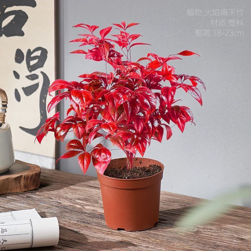 清洁YANG 火焰南天竹一盆+加仑盆 耐寒火焰南天竹盆栽
