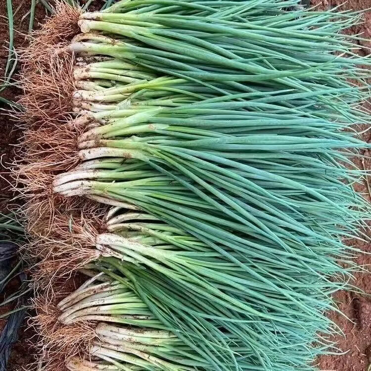 盛觅 小香葱新鲜去皮精品小葱 带箱5斤净重4.5斤  
