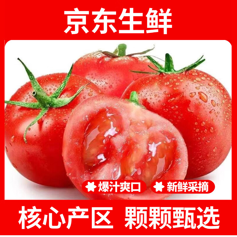 疆域采虹正宗沙瓤西红柿现摘新鲜沙瓤水果生吃西红柿沙漠四川特产自然熟 严选12枚尝鲜装【手选小果】单果约为50g+