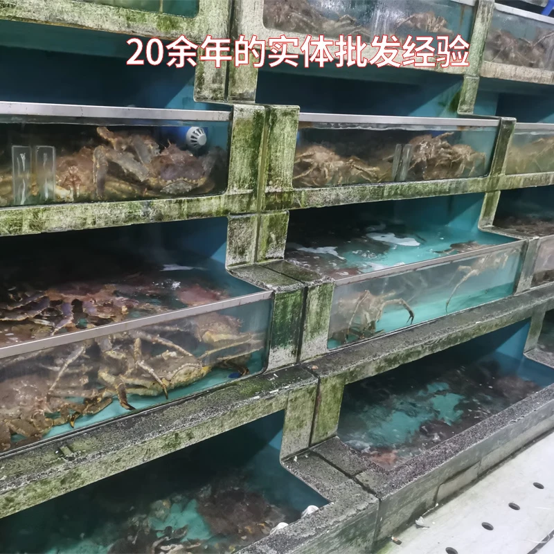 沃鲜客帝王蟹鲜活冷冻海鲜水产12斤帝皇蟹蜘蛛螃蟹年货送礼大礼包长脚蟹 活冻3-3.5斤*只帝王蟹赠送1条石斑鱼+一斤美国响螺