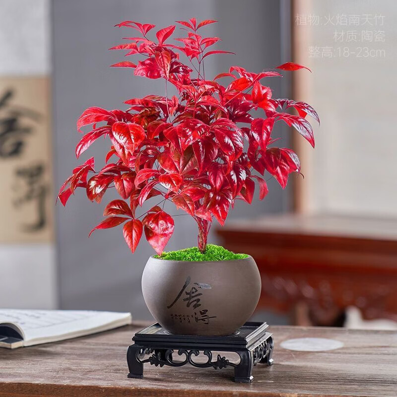 清洁YANG 火焰南天竹一盆+加仑盆 耐寒火焰南天竹盆栽