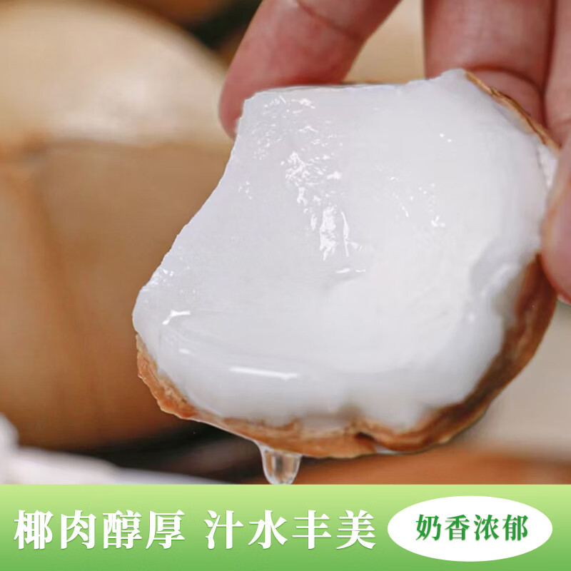 海南直发牛奶椰皇小奶椰 新鲜现摘椰香浓郁 孕妇可吃汁水丰美 普通家庭装【6个/中通】单果450g+