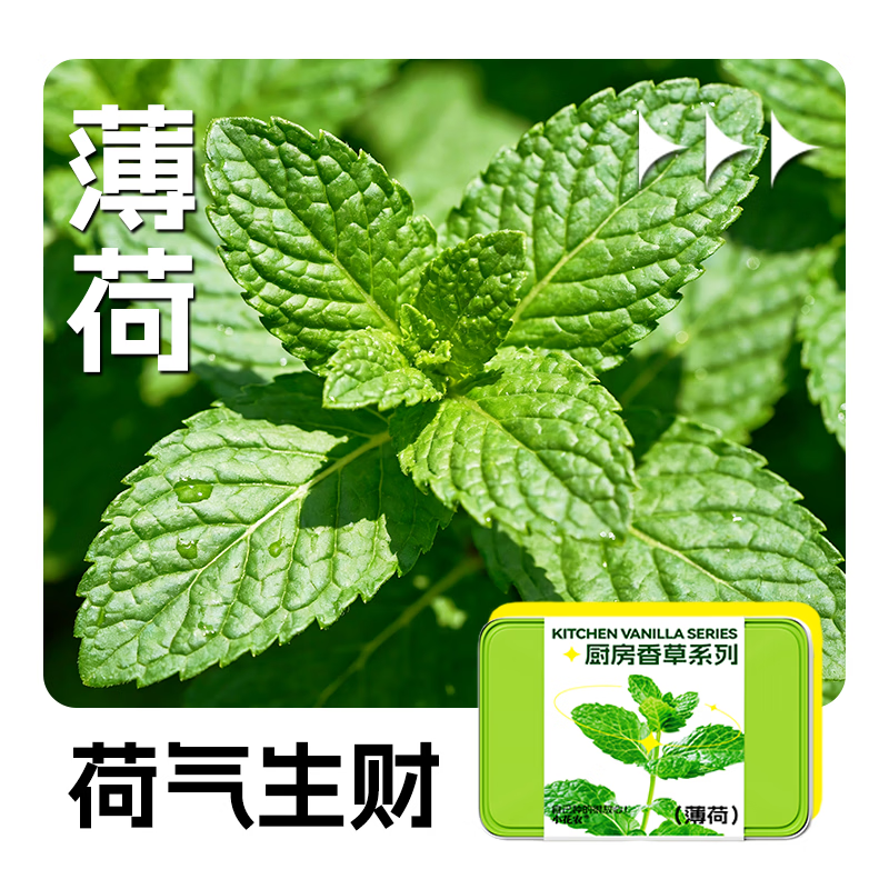 小花农儿童蔬菜花果种植小盆栽种子幼儿园植物生长观察实验套装玩具 厨房香草【薄荷】新款